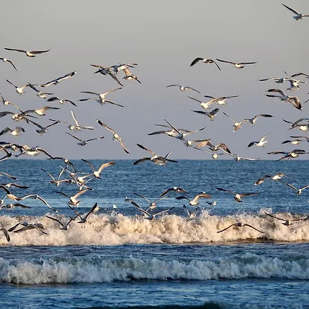 Prywatny W Stegnie Na Ulicy Brzozowej 6 Na I Pietrze Apartment Stegna (Pomerania)