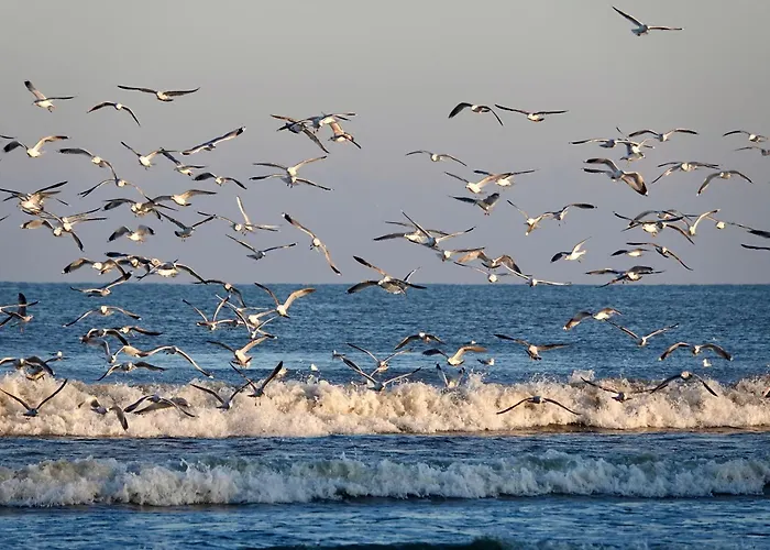 Prywatny W Stegnie Na Ulicy Brzozowej 6 Na I Pietrze Apartament Stegna (Pomerania)